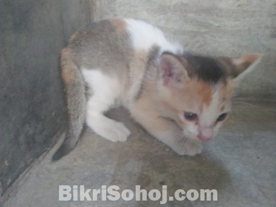 Mixed breed cat